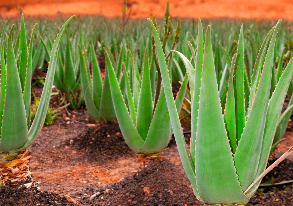 Aloe vera Zelený poklad pre pokožku a zdravie